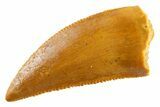 Serrated Raptor Tooth - Real Dinosaur Tooth #346998-1